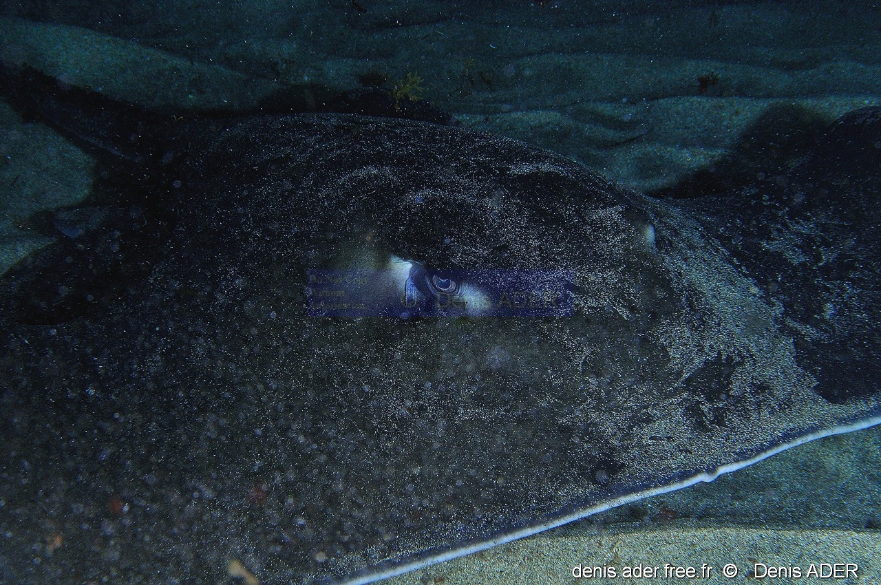 Taeniura grabata Pastenague africaine-Acores St Maria Blue cave-15m-20170821-Denis-ADER-DSC_9697_tn_tn.jpg